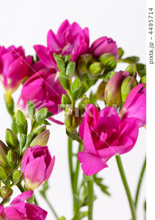 purple freesia purple freesia 4495714