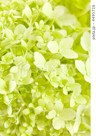 beautiful hydrangea beautiful hydrangea 4495716