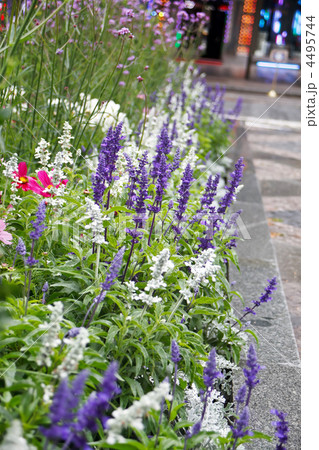 flowers on the street 4495744