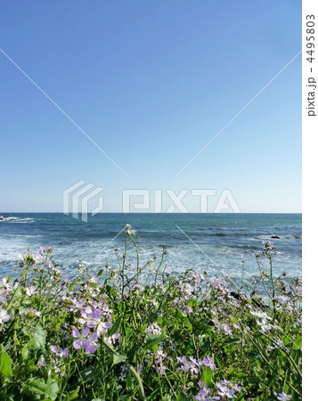 静岡県 南伊豆 逢ヶ浜(おうのはま) 静岡県 南伊豆 逢ヶ浜(おうのはま) 4495803