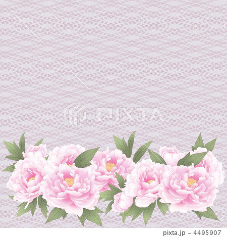 芍薬のイラスト素材