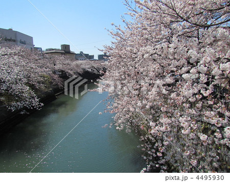 大岡川 4495930
