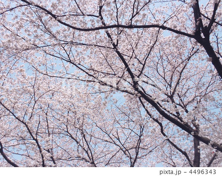 桜 満開 桜 満開 4496343