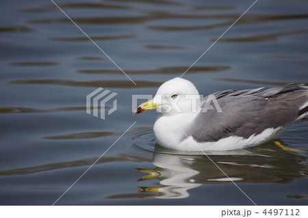 海猫 海猫 4497112