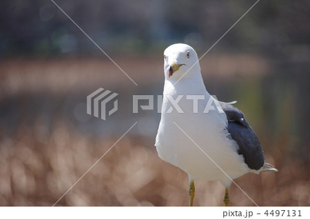 うみねこ うみねこ 4497131