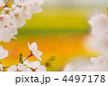 桜 4497178