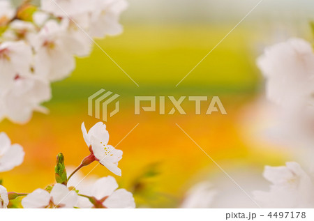 桜 桜 4497178