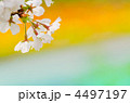 桜 4497197