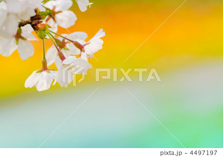 桜 4497197