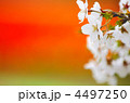 桜 4497250