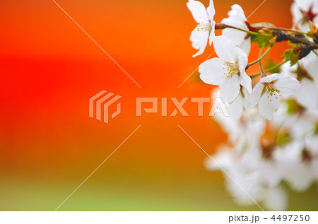 桜 桜 4497250