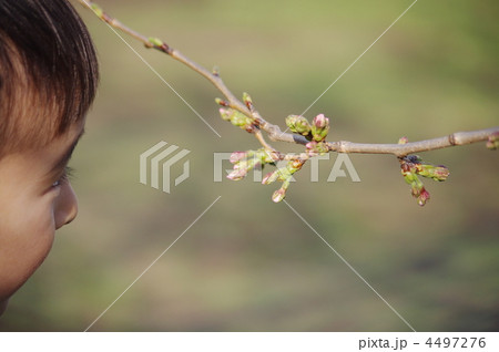 桜のつぼみ 桜のつぼみ 4497276