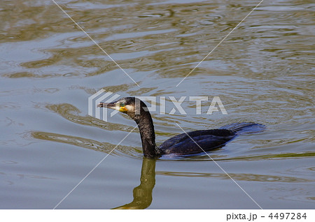 カワウ 4497284