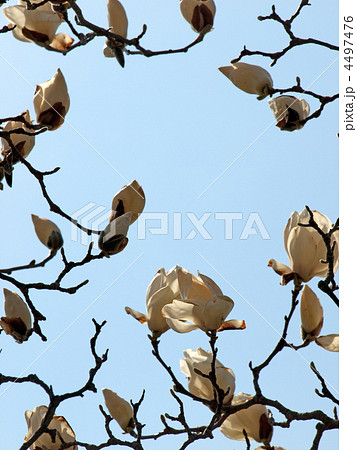 木蓮の窓 4497476