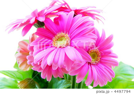 ガーベラ ガーベラ 4497794