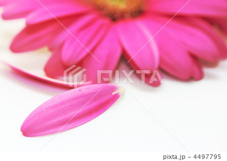 花びら（ガーベラ） 4497795
