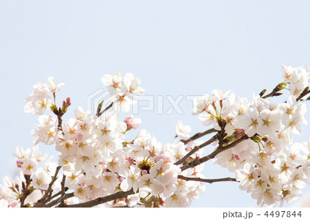 桜 桜 4497844