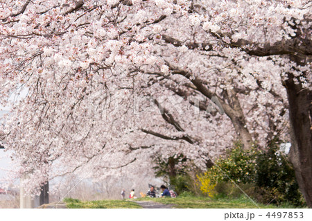 桜のトンネル 手前にピント 桜のトンネル 手前にピント 4497853