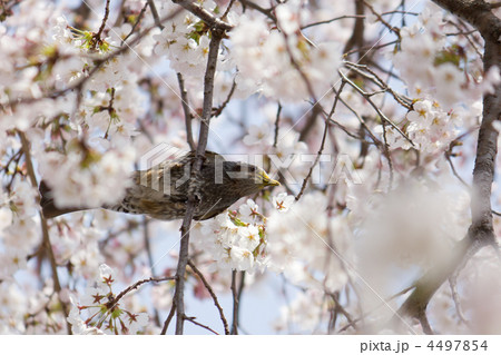 桜とヒヨドリ 桜とヒヨドリ 4497854