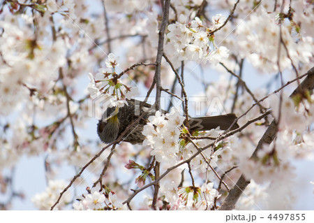 桜とヒヨドリ 桜とヒヨドリ 4497855