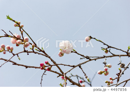紅白の枝垂桜 紅白の枝垂桜 4497856