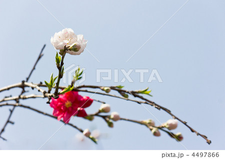 紅白の枝垂桜 紅白の枝垂桜 4497866