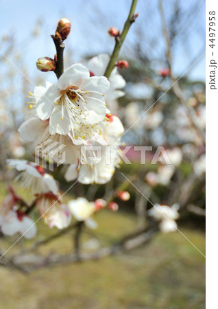 ウメの花 4497958
