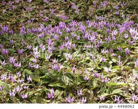 カタクリの群生(横カット) カタクリの群生(横カット) 4498062