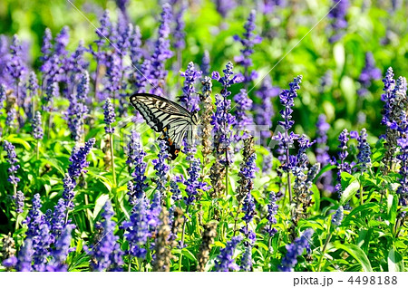 ブルーサルビアとアゲハ蝶 ブルーサルビアとアゲハ蝶 4498188