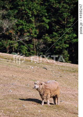 羊のポートレート 羊のポートレート 4498247