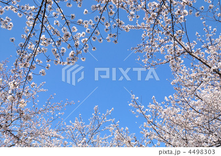桜 4498303