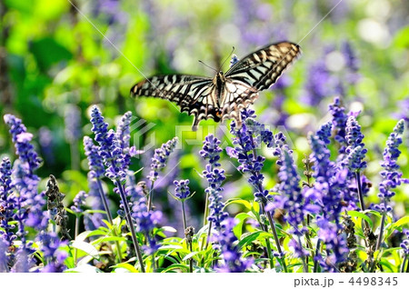 ブルーサルビアとアゲハ蝶 4498345