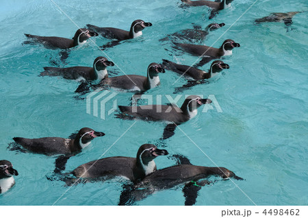 ペンギンの群泳 4498462