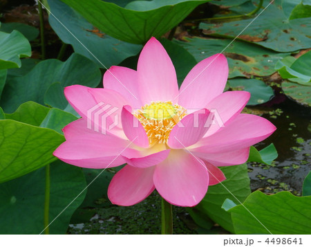 埼玉 行田 古代蓮の里 ハス 4498641