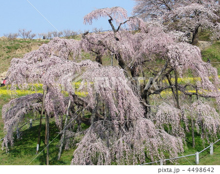 福島 三春の滝桜 福島 三春の滝桜 4498642