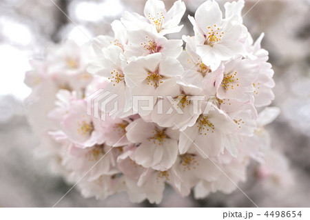 桜花びら沢山1 桜花びら沢山1 4498654