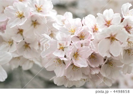桜花びら沢山３ 4498658
