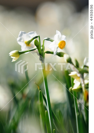 水仙 水仙 4498696