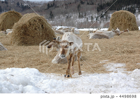 トナカイ トナカイ 4498698