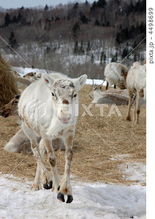 トナカイ 4498699