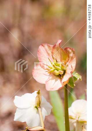 クリスマスローズ クリスマスローズ 4498738