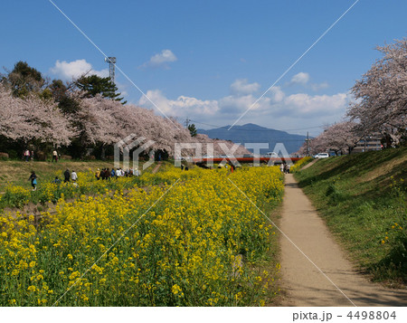 豊川・春の佐奈川堤 4498804