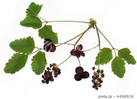 あけびの花１ 4498916