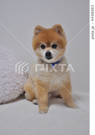 ポメラニアン　 4498965