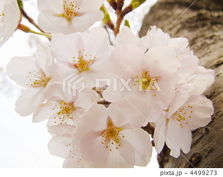 複数 花びら 花弁 ソメイヨシノ 桜 日本 横 の写真素材
