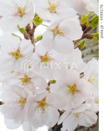 複数 花びら 花弁 ソメイヨシノ 桜 日本 縦 の写真素材