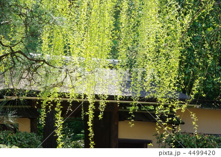 枝垂れ柳 4499420