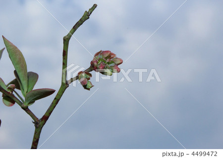 ブルーベリー 4499472