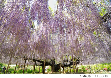 大藤 全景 大藤 全景 4499510