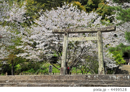 鳥居と桜 4499528